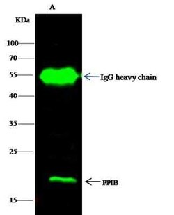 Cyclophilin B Antibody, Novus Biologicals:Antibodies:Primary Antibodies