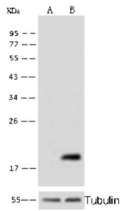 Cyclophilin B Antibody, Novus Biologicals:Antibodies:Primary Antibodies