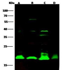 Cyclophilin B Antibody, Novus Biologicals:Antibodies:Primary Antibodies