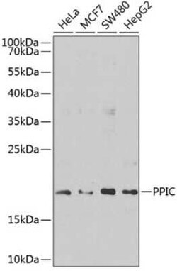 Cyclophilin C Antibody - BSA Free, Novus Biologicals:Antibodies:Primary
