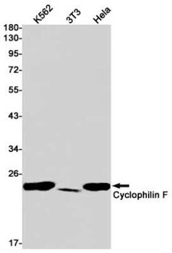 Cyclophilin-F Rabbit anti-Human, Mouse, Rat, Clone: S02-6I9, Novus Biologicals 100 &mu;g | Buy Online | Novus Biologicals | Fisher Scientific