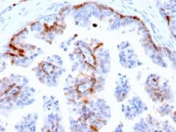 Cystatin A, Mouse anti-Human, Clone: CSTA/2882, Novus Biologicals 20 ug;