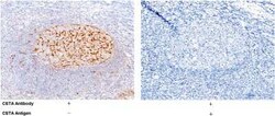 Cystatin A Antibody, Novus Biologicals™