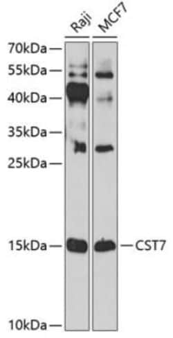 Cystatin F Antibody - BSA Free, Novus Biologicals 0.02 mL, Unconjugated:Antibodies,