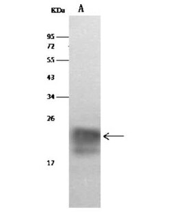 Cystatin F Antibody, Novus Biologicals:Antibodies:Primary Antibodies