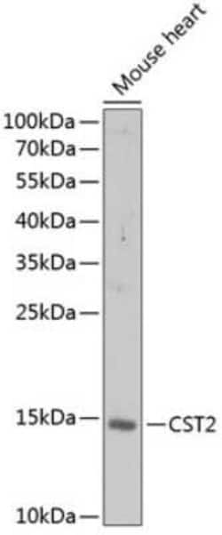 Cystatin SA Antibody - BSA Free, Novus Biologicals 0.1 mL, Unconjugated:Antibodies,