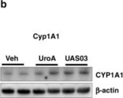 Cytochrome P450 1A1 Antibody, Novus Biologicals 0.1 mg | Buy Online | Novus Biologicals | Fisher Scientific