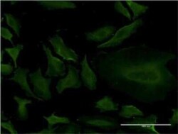 Novus Biologicals Cytochrome P450 1A2 Antibody (2D7), Novus Biologicals 0.1 mg | Buy Online | Novus Biologicals&trade; | Fisher Scientific