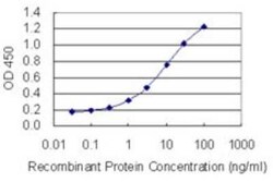 Novus Biologicals Cytochrome P450 1A2 Antibody (2D7), Novus Biologicals 0.1 mg | Buy Online | Novus Biologicals&trade; | Fisher Scientific