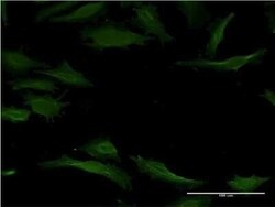 Cytochrome P450 1A2 Antibody (4B3), Novus Biologicals 0.1 mg | Buy Online | Novus Biologicals | Fisher Scientific