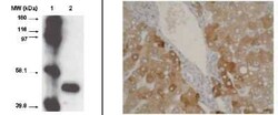 Cytochrome P450 1A2 Mouse anti-Human, Clone: F16 P2 D8, Novus Biologicals