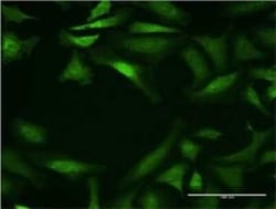Cytochrome P450 26B1 Antibody (2G7), Novus Biologicals 0.1 mg | Buy Online | Novus Biologicals | Fisher Scientific