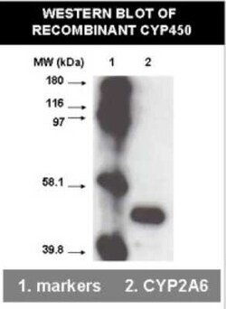 Cytochrome P450 2A6, 2A7, 2A13 Antibody (F16 P2 D8) - BSA Free, Novus Biologicals