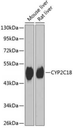 Cytochrome P450 2C18 Antibody - BSA Free, Novus Biologicals 0.1 mL, Unconjugated:Antibodies,