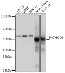Cytochrome P450 2D6 Rabbit anti-Human, Mouse, Rat, Clone: 1X3F0, Novus