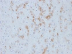 Cytochrome P450 2E1 Mouse anti-Human, Clone: M12P4H2, Novus Biologicals