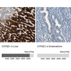 Cytochrome P450 2E1 Antibody, Novus Biologicals:Antibodies:Primary Antibodies