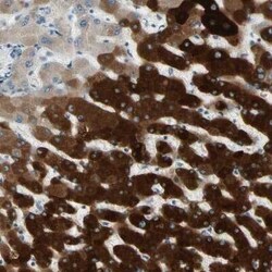 Cytochrome P450 2E1 Antibody, Novus Biologicals:Antibodies:Primary Antibodies