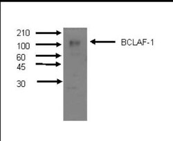 Cytochrome P450 3A4/3A5 Antibody (F24P2B10) - BSA Free, Novus Biologicals