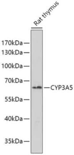 Cytochrome P450 3A5 Antibody - BSA Free, Novus Biologicals:Antibodies:Primary