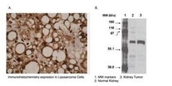 Cytochrome P450 4F11 Antibody (F21 P6 F5), Novus Biologicals 200&mu;g:Antibodies,