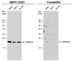 Cytochrome b245 alpha Antibody, Novus Biologicals 100 &mu;g | Buy Online | Bio-Techne | Fisher Scientific