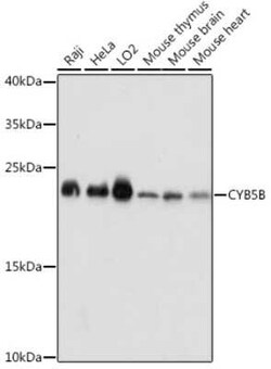 Cytochrome b5 Outer Mitochondrial Membrane Antibody - Azide and BSA Free,