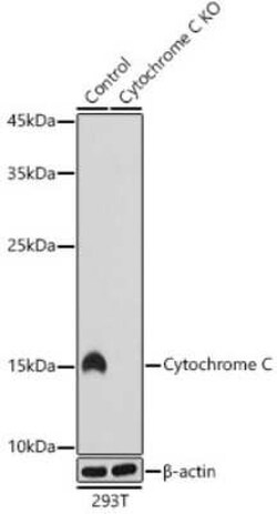 Cytochrome c Rabbit anti-Human, Mouse, Rat, Clone: 6R10F3, Novus Biologicals 20 &mu;g | Buy Online | Novus Biologicals | Fisher Scientific