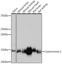 Cytochrome c Rabbit anti-Human, Mouse, Rat, Clone: 6R10F3, Novus Biologicals 20 &mu;g | Buy Online | Novus Biologicals | Fisher Scientific