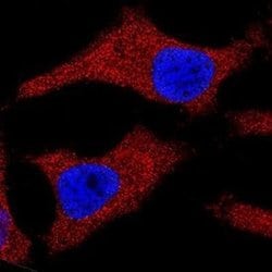 Cytochrome c Antibody (7H8.2C12) - Azide and BSA Free, Novus Biologicals