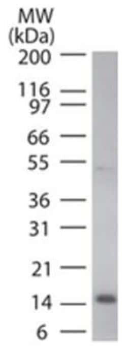 Cytochrome c Antibody (7H8.2C12) - Azide and BSA Free, Novus Biologicals