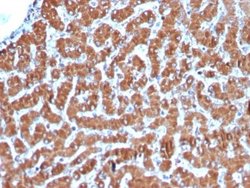 Cytochrome c Antibody (CYCS/3128R) - Azide and BSA Free, Novus Biologicals
