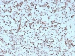 Cytochrome c Antibody (rCYCS/1010) - Azide and BSA Free, Novus Biologicals 100 &mu;g | Buy Online | Novus Biologicals | Fisher Scientific