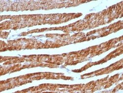 Cytochrome c Antibody (7H8.2C12 + CYCS/1010), Novus Biologicals:Antibodies:Primary