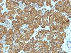 Cytochrome c Antibody (7H8.2C12 + CYCS/1010), Novus Biologicals:Antibodies:Primary