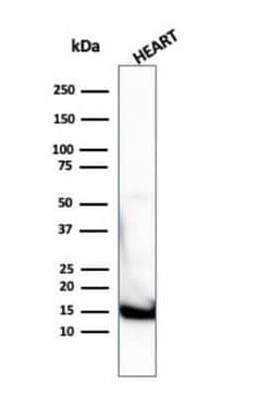 Cytochrome c Antibody (7H8.2C12 + CYCS/1010), Novus Biologicals:Antibodies:Primary