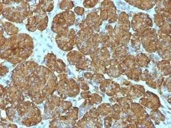 Cytochrome c Antibody (CYCS/1010), Novus Biologicals:Antibodies:Primary