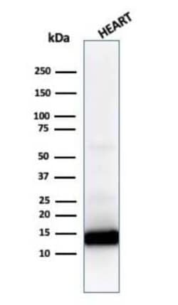 Cytochrome c Antibody (CYCS/1010), Novus Biologicals:Antibodies:Primary