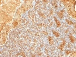 Cytochrome c Antibody (SPM389), Novus Biologicals 0.1mg; Unlabeled:Antibodies,