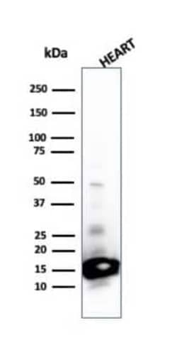 Cytochrome c Antibody (SPM389), Novus Biologicals 0.1mg; Unlabeled:Antibodies,
