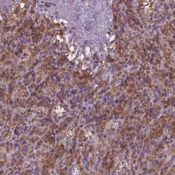 Cytohesin 4 Antibody, Novus Biologicals 25 &mu;L, Unconjugated:Antibodies,