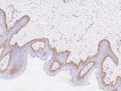 Cytokeratin, HMW Antibody, Novus Biologicals 50 &mu;g, Unconjugated:Antibodies,