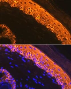 Cytokeratin 1 Rabbit anti-Human, Mouse, Rat, Clone: 10W8J6, Novus Biologicals