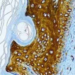 Cytokeratin 1 Rabbit anti-Human, Mouse, Rat, Clone: 10W8J6, Novus Biologicals