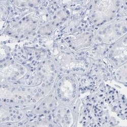 Cytokeratin 1 Antibody, Novus Biologicals 25 &mu;L; Unconjugated:Antibodies,
