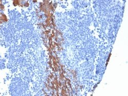 Cytokeratin 13 Antibody (KRT13/2659) - Azide and BSA Free, Novus Biologicals 100 &mu;g | Buy Online | Novus Biologicals | Fisher Scientific