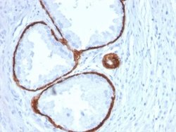 Cytokeratin 14 Antibody (KRT14/2375) - Azide and BSA Free, Novus Biologicals 100 &mu;g | Buy Online | Novus Biologicals | Fisher Scientific