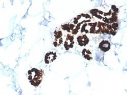 Cytokeratin 15 Mouse anti-Human, Clone: KRT15/2554, Novus Biologicals 20 &mu;g | Buy Online | Novus Biologicals | Fisher Scientific