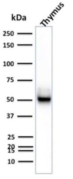 Cytokeratin 15 Antibody (KRT15/2957) - Azide and BSA Free, Novus Biologicals