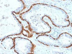 Cytokeratin 15 Antibody (KRT15/2958) - Azide and BSA Free, Novus Biologicals 100 &mu;g | Buy Online | Novus Biologicals | Fisher Scientific